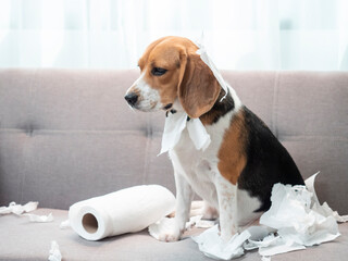 Little dog feeling guilty after play with tissue in living room. Dog wrapped in white toilet paper.
