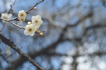 快晴の空と美しい梅の花の写真 福岡県の観光名所太宰府天満宮の梅林