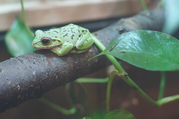 日本の里山に生息する緑色の美しいモリアオガエルの写真