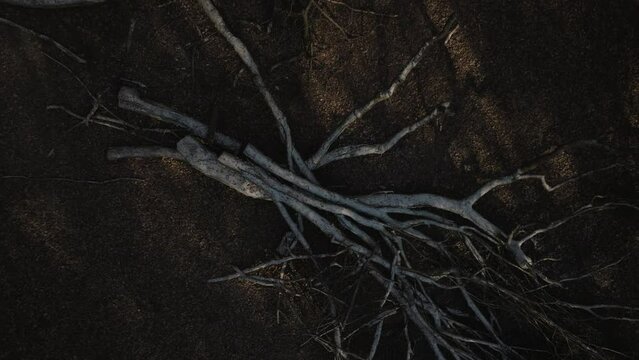 Frost covered Cut Down Trees In Autumn Winter Wood Birds Eye View Aerial