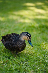 close up of a duck in the grass