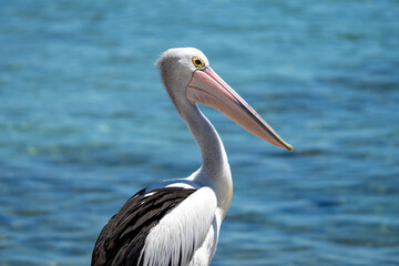 Fototapeta na wymiar A Pelican bird in Australia by the ocean on in summer