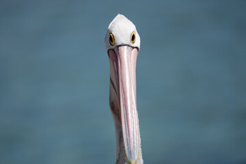 Portrait of a Pelican bird in Australia looking straight at the camera