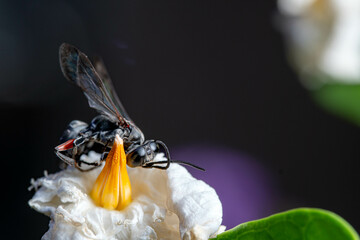 close up of a black wasp on a white flower blossom