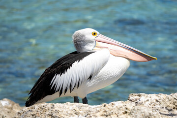 Fototapeta na wymiar A Pelican bird in Australia on a rock by the ocean on in summer