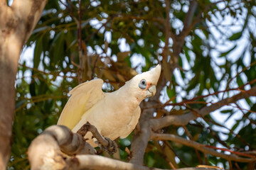 Close up of a Little Corella bird in a tree in South Australia