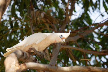 Close up of a Little Corella bird in a tree in South Australia