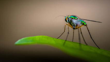 Close up of green long-legged fly or Austrosciapus connexus on green leaf. Insect photo in Thailand, Light nature background, Selective focus.