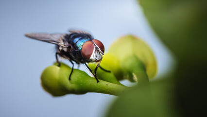 Macro photo of Fly on budding flower, Action fly in nature of wildlife, font view selective focus, Nature blurred background.