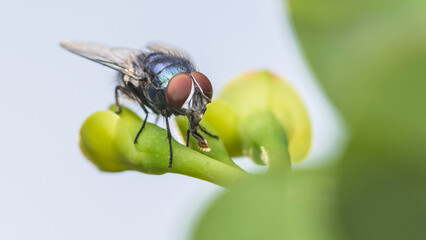 Macro photo of Fly on budding flower, Action fly in nature of wildlife, font view selective focus, Nature blurred background.