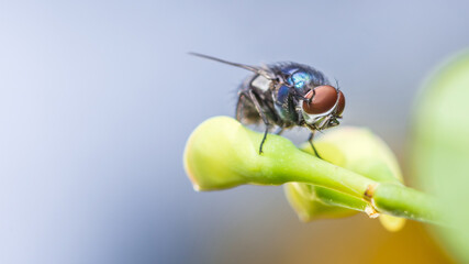 Macro photo of Fly on budding flower, Action fly in nature of wildlife, font view selective focus, Nature blurred background.