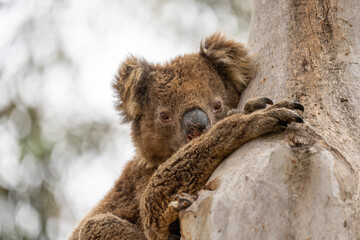 Close up of a A Koala Bear in South Australia Kangaroo Island clinging to a tree