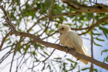 Close up of a Little Corella bird in a tree in South Australia