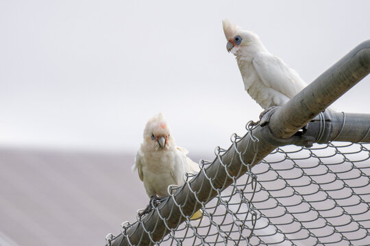 A pair of Little Corella birds on a fence in South Australia
