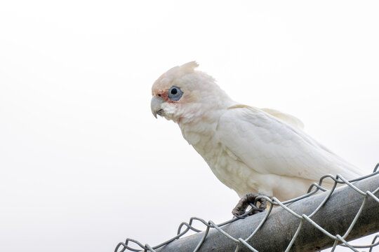 A Little Corella bird on a fence in South Australia