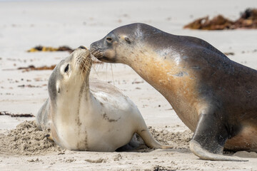 Fototapeta premium A Male greeting a female Sea Lion interacting at Seal Bay on Kangaroo Island in South Australia