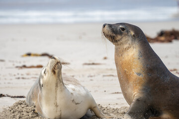 Naklejka premium A Male and female Sea Lion interacting at Seal Bay on Kangaroo Island in South Australia