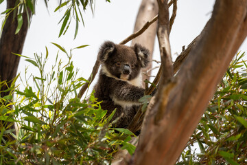 Young Koala bear in a tree on Kangaroo Island in Australia