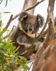 Young Koala bear in a tree on Kangaroo Island in Australia