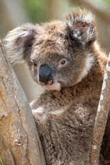 A Koala bear in a tree on Kangaroo Island in Australia