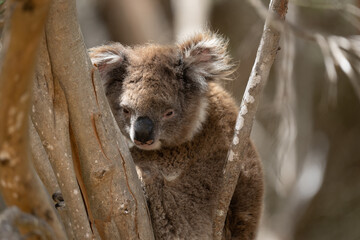 Obraz premium A Koala bear in a tree on Kangaroo Island in Australia