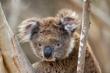 Close up of a Koala bear in a tree on Kangaroo Island in Australia