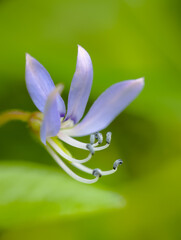 close up of a flower