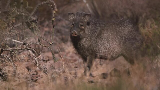 Tight shot of a Javelina in the desert.