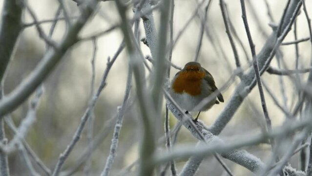 European Robin Bird UK In Winter Frosty Branches