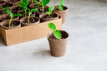 Squash seedlings growing in a pot. Garden work.