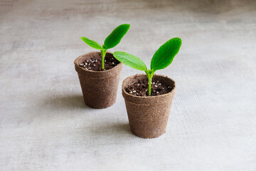 In a pot young cucumber seedlings grow.