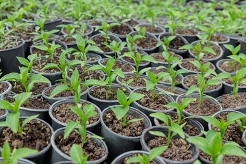 A lot of cucumber seedlings growing in a pots. Garden work.
