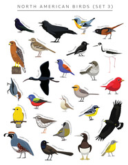 North American Birds Set Cartoon Vector Character 3