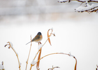 bird on a branch