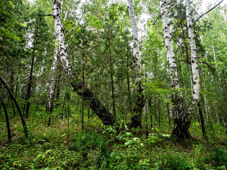 beautiful mixed forest in the southern Urals