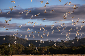 A flock of corella and cockatoos in flight against a cloudy sky. © Grantat