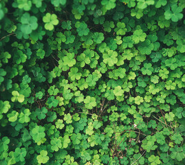 Fototapeta premium Green leaf clover background