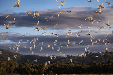 A flock of corella and cockatoos in flight against a cloudy sky.