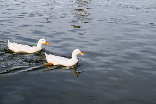 A couple of white ducks swimming in a lake