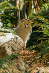 White dog peaking through fern bush