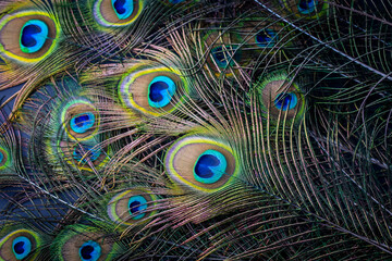 Obraz premium Colorful and Artistic Peacock Feathers. This is a macro photo of the arrangement of bright peacock feathers.