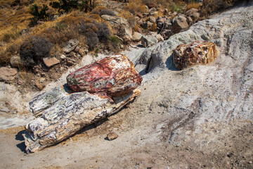 A fossilized tree trunk from the UNESCO Geopark 