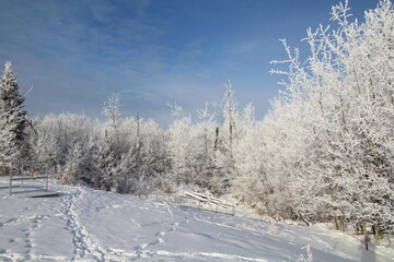 Frosted Forest, Pylypow Wetlands, Edmonton, Alberta