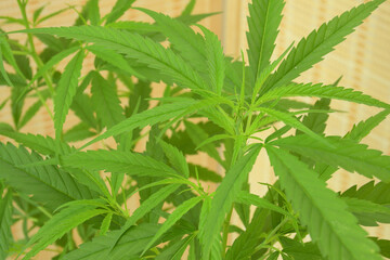 Marijuana, or Cannabis narcotic medicinal herbs. se it for the treatment of insomnia.