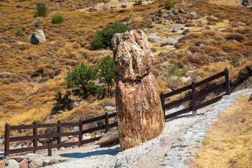 A fossilized tree trunk from the UNESCO Geopark 