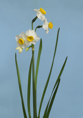 水仙の切り花、日本スイセン、室内の日本水仙