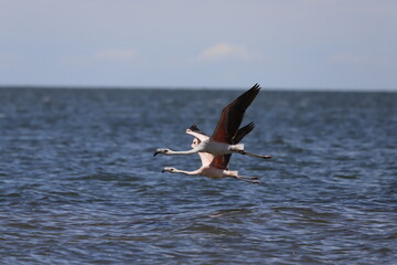 Fototapeta na wymiar flamingos flying in the sea
