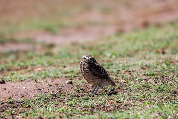 owl on the ground
