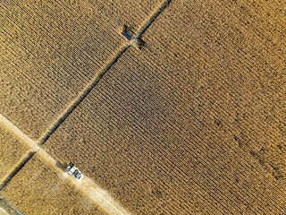 Konya - Turkey, November 12, 2022, Aerial view with drone of corn harvest footage in cornfield.