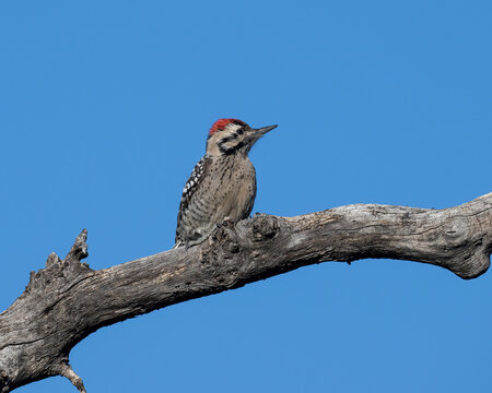 Male Ladder Backed Woodpecker